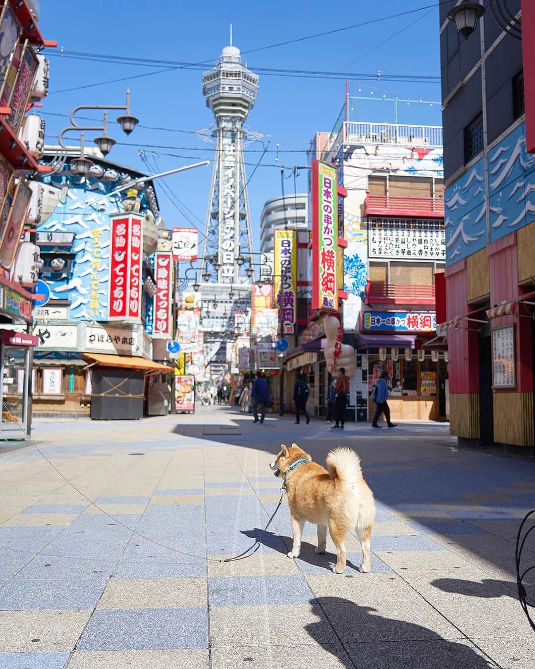 まる（まるたろう）のインスタグラム：「柴犬まる展in大阪　やるで〜 まるは小さい頃から大阪にはお世話になっております。義理人情の大阪に感謝を込めて開催しまーす！！  ↓お知らせ↓ このたび、「柴犬まるアート展 ～ 僕は君の記録係 ～」を大阪市浪速区にて開催する運びとなりました！ 大阪、いらっしゃ～～～い☆ 柴犬まるを幼少期から写真に収め続けてきた、まるパパこと小野慎二郎セレクトによる渾身の写真を展示いたします。 今年度は5月に東京は新御徒町にて、7月に長野県佐久市にて開催したときと同様に、柴犬まるの写真約50万枚の中から厳選した千枚展です。 特に今回は、柴犬まるが何度も遊びに行った大阪やで！マジかーー！大阪でのショットを今回のみ新しく厳選した写真を追加して、行くで！大阪！ 初めて見るかも～！という写真も多数お買い求めいただけますので、ぜひこの機会に柴犬まる16歳生誕祭を誰よりも、どこよりも早くお楽しみください！  朗報① 彫刻家はしもとみおさん作：木彫の兄まるが皆様をお迎えいたします！うっひょー！やさしくなでなでしてあげてくださいね。  朗報② なんと！わんこさん同伴可能です！やったね！詳細は通販サイトMARUTARO SHOPのインフォメーション内「【愛犬同伴の方へ】」をご一読の上お越しください。  ◆日時 2023年10月12日（木）～ 10月15日（日） 10:00～17:30（最終入場：17:00） ※最終日10/15（日）は16時半まで（最終入場：16時）ですのでご注意ください。  ◆入場無料 予約制ではありませんので、お気軽にお越しください。 ※会場内の状況により、人数制限をさせていただく場合がありますのであらかじめご了承ください。  #じぇったい来てね #関西人全員集合 #たこ焼きしばいたろか #柴犬まる展in大阪」