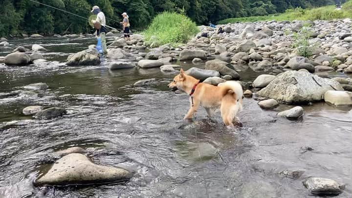 ねりお弘晃のインスタグラム：「⠀ ⠀ 若干、涼しくなってきた今日この頃。川遊びデビュー🐶🔴  そろそろシャンプーという時に川遊びチャレンジ到来！ なので月2回といったところでしょうか🧴🫧  釣り人を横目に🎣  最後、ズッコケてます💥  #山陰柴犬 #柴犬 #shibainu #小田原 #箱根 #水遊び #川遊び」