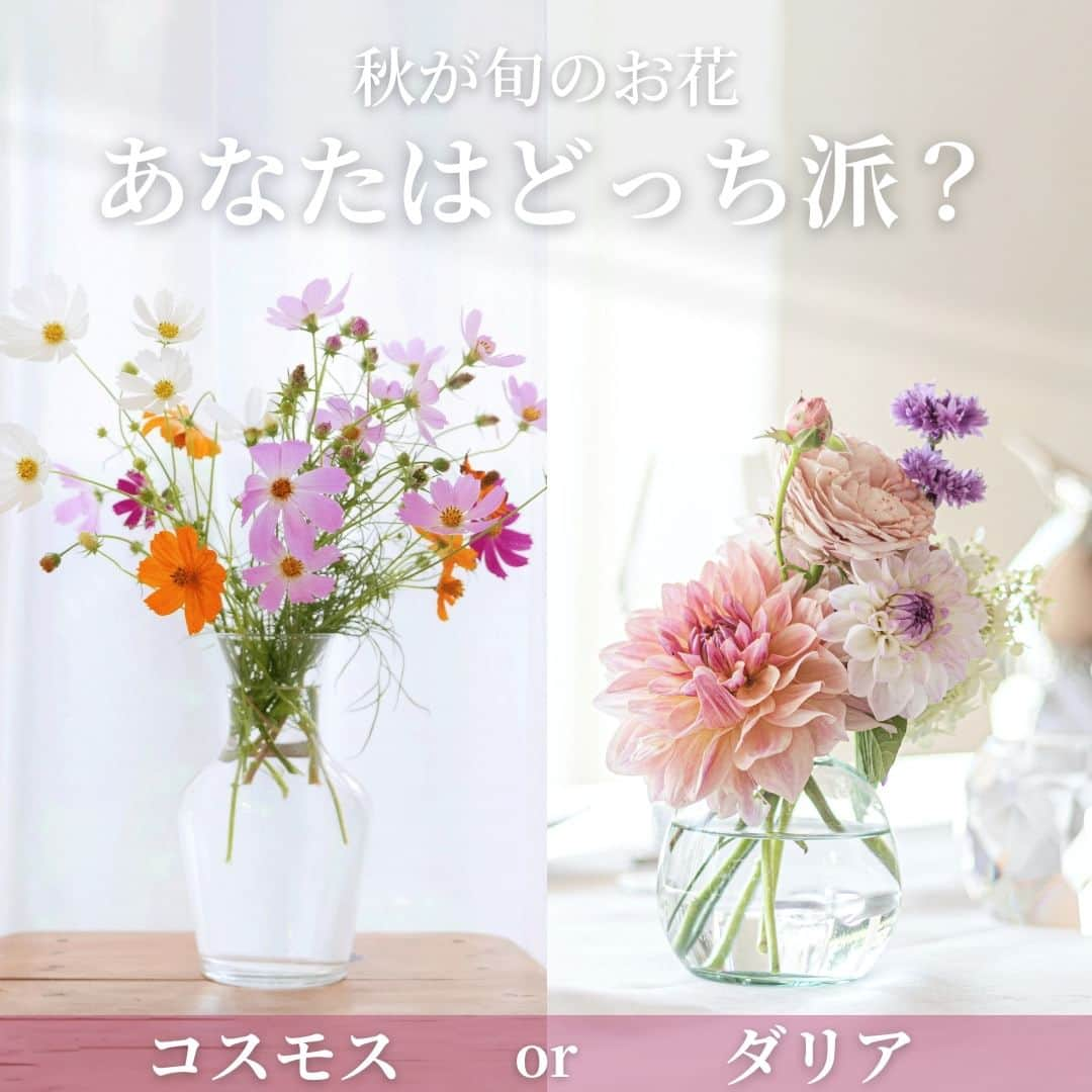 Bloomee LIFEのインスタグラム：「． ＼ あなたはどっち派ですか？ ／  秋が旬のお花 「コスモス」 or 「ダリア」  ーーーーーーーーーーーーーーーー どちらがお好みですか？ コメントで教えてください✨ ーーーーーーーーーーーーーーーー  🌼コスモス コスモスの花は中央は黄色く、 周りの花はピンク、赤、白と 可愛らしい印象の花びらを付けます！  💡コスモスプチ情報 9月14日は、“コスモスの日” ホワイトデーから半年後にあたる日で プレゼントにコスモスを添えて交換し、 愛を確かめ合う記念日として “コスモスの日”が生まれたようです✨  🌼ダリア ダリアの花は大きさや咲き方、 草丈などの種類が豊富です！ 咲き方に加え、色も多数存在します。  💡ダリアプチ情報 ダリアはメキシコの“国花”です！ 今ではあまり知られていませんが、 実は、メキシコの原住民の間で ダリアはなんと食用とされていたのです👀  ーーーーーーーーーーーーーーー  お花が届いたら『 #ブルーミー 』 をつけて投稿してみてください📸  ほかの投稿は @bloomee でチェック👀🌹  #bloomee #お花の定期便 #お花のサブスク #花部 #花写真 #花を楽しむ #花が好き #花好きな人と繋がりたい  #お花のある暮らし #花のある生活 #花のある生活が好き #花を飾る  #暮らしを楽しむ #丁寧な暮らし #豊かな暮らし #インテリアフラワー #フラワーインテリア #ナチュラルインテリア #秋の花 #秋の花が好き #コスモス #秋桜 #ダリア」