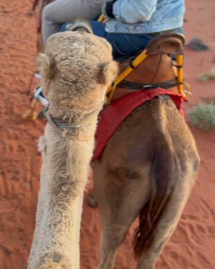 水越愛華のインスタグラム：「𝗖𝗮𝗺𝗲𝗹 𝘀𝘂𝗻𝗿𝗶𝘀𝗲 𝘁𝗼𝘂𝗿🐪🧡🌞  参加したツアーの中で1番おすすめは このラクダのサンライズツアーかも🤭 私もフォロワーさんから 教えてもらって参加したけど 本当によかった🥺🧡🧡🧡  #uluru #ayersrock #australia  #camel #camelsunrise #sunrise #ウルル　#エアーズロック　 #オーストラリア」