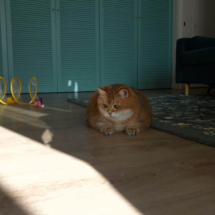 Hosicoのインスタグラム：「How can I catch a sunbeam?! 🌟」
