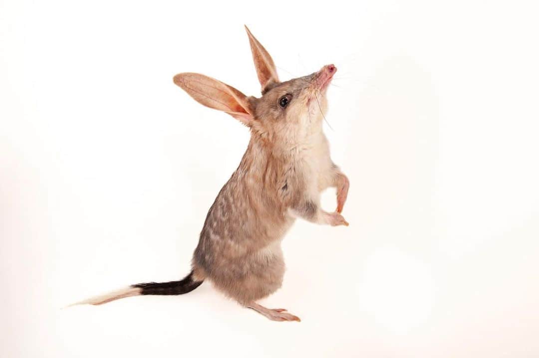 Joel Sartoreさんのインスタグラム写真 - (Joel SartoreInstagram)「Sometimes referred to as the Australian Easter Bunny, the bilby belongs to a group of ground-dwelling marsupials known as bandicoots. Bilbies regularly construct spiral- shaped burrows up to nine feet long and almost six feet deep. As desert dwellers, bilbies use their deep burrows to escape the heat during the day, emerging at night to feed on just about anything their anteater-like tongues can latch onto, including ants, termites, grasshoppers, seeds, beetles and spiders. Photo taken @dreamworldau.   #bilby #marsupial #bandicoot #animal #photography #animalphotography #wildlife #wildlifephotography #studioportrait #NationalBilbyDay #PhotoArk @insidenatgeo」9月11日 0時02分 - joelsartore