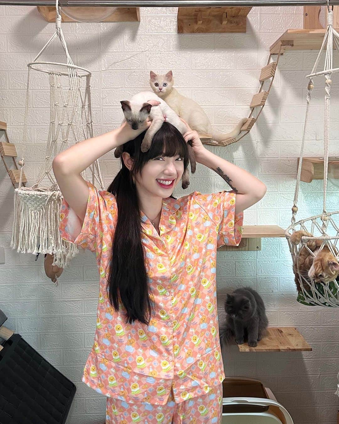 のインスタグラム：「มาดูคาเฟ่แมวที่บ้านเราไม๊…😼 @pajara.official」