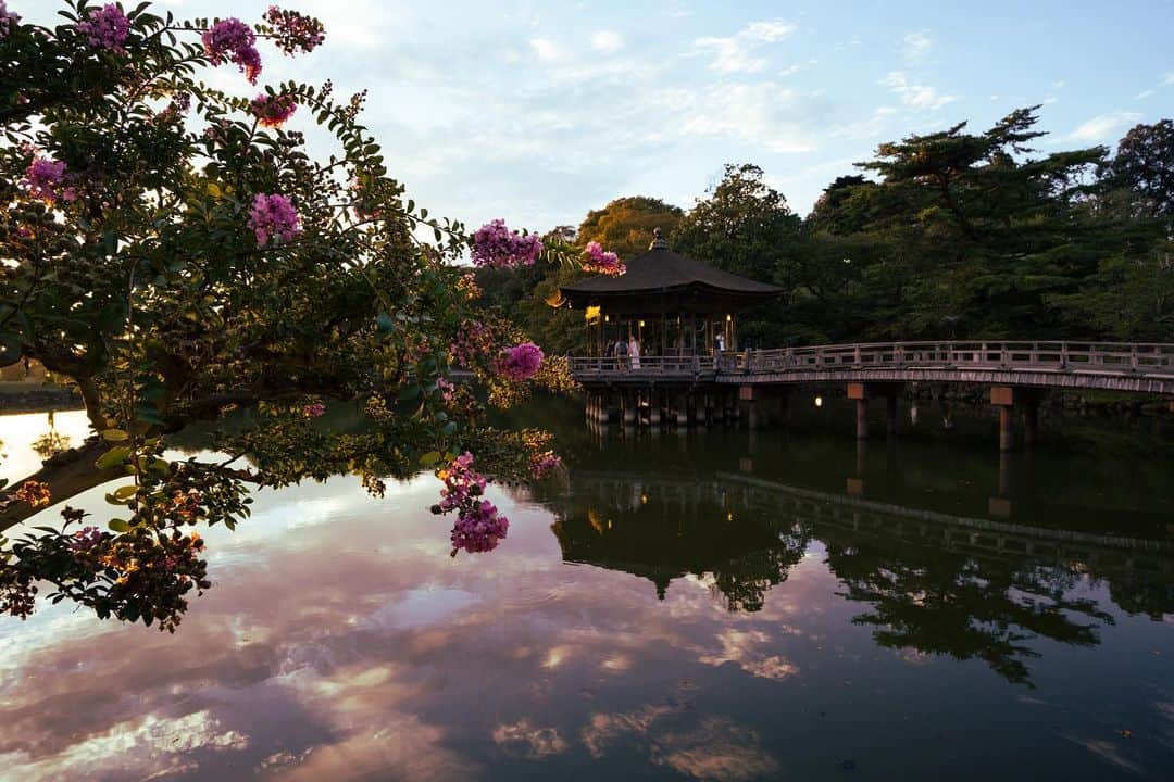 иαяα & куσтσ νιятυαℓ ωσяѕhιρのインスタグラム：「. 奈良の夕 . 奈良公園 浮見堂からの夕刻の景観 秋が近づく空はとても綺麗でした。 一枚目：百日紅と浮見堂 二枚目：鷺池に沈む夕陽の水鏡 三枚目：動画は早朝と夕方のミックスです。  ＝＝＝＝＝＝＝＝＝＝＝＝＝＝＝＝＝＝＝＝＝  Location：Nara Japan Gear：SONY α7Ⅲ Lens：TAMRON 20-40mm F2.8 Di III VXD  Please share and follow my page. @i_masanao  ＝＝＝＝＝＝＝＝＝＝＝＝＝＝＝＝＝＝＝＝＝  #水鏡 #夕方 #夕景 #夕焼け #浮見堂 #奈良公園 #奈良の風景 #奈良観光 #奈良さんぽ #リフレクション #奈良県景観資産 #わたしは奈良派 #evening #sunset #reflection #narapark #photo_jpn #team_jp_ #lovers_nippon #japan_daytime_view」