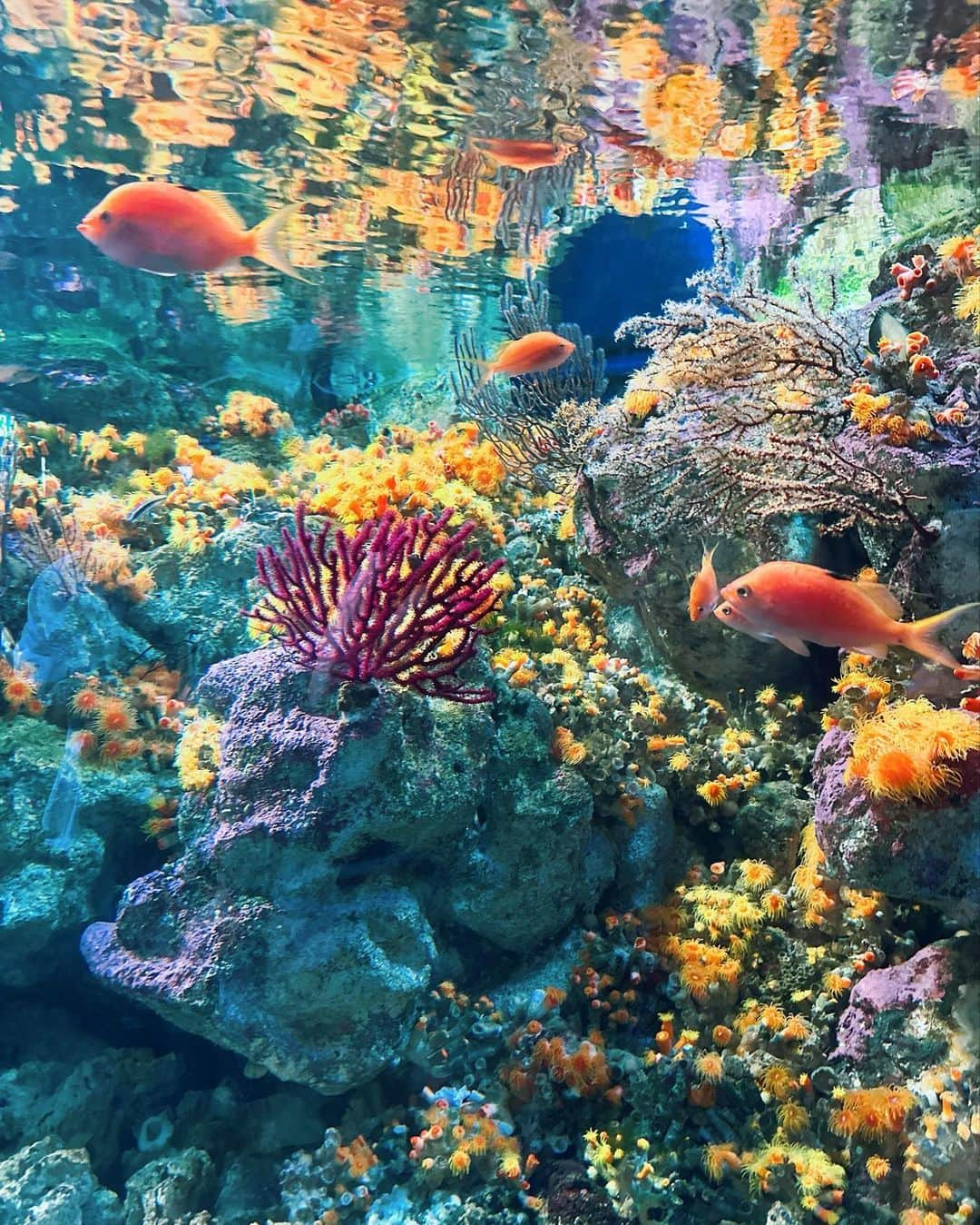 国枝洋子さんのインスタグラム写真 - (国枝洋子Instagram)「久しぶりに片瀬江ノ島水族館へ🐟  イルカショーは何度見ても感動👏 1番前の席と後ろの席、 2回見ました🐬  ハンナも一緒にずぶ濡れ😂 イルカがジャンプするたびに 避けようとしてて可愛かった♡笑  こんな水族館が楽しいと思わなかった！ 次はどこに行こうかな〜🐟🐟  充実した日曜日🙆‍♀️」9月10日 18時44分 - kunieda_yoko