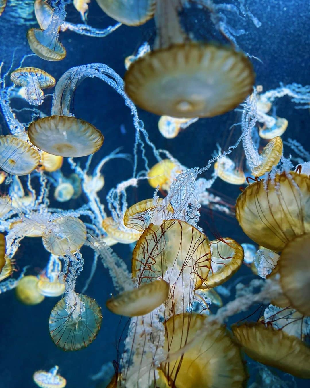 国枝洋子さんのインスタグラム写真 - (国枝洋子Instagram)「久しぶりに片瀬江ノ島水族館へ🐟  イルカショーは何度見ても感動👏 1番前の席と後ろの席、 2回見ました🐬  ハンナも一緒にずぶ濡れ😂 イルカがジャンプするたびに 避けようとしてて可愛かった♡笑  こんな水族館が楽しいと思わなかった！ 次はどこに行こうかな〜🐟🐟  充実した日曜日🙆‍♀️」9月10日 18時44分 - kunieda_yoko