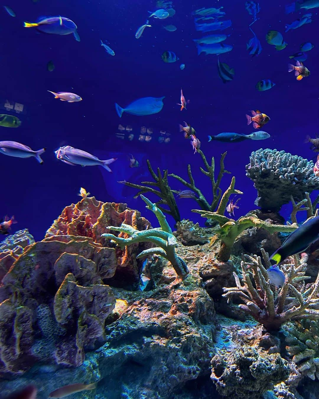 国枝洋子さんのインスタグラム写真 - (国枝洋子Instagram)「久しぶりに片瀬江ノ島水族館へ🐟  イルカショーは何度見ても感動👏 1番前の席と後ろの席、 2回見ました🐬  ハンナも一緒にずぶ濡れ😂 イルカがジャンプするたびに 避けようとしてて可愛かった♡笑  こんな水族館が楽しいと思わなかった！ 次はどこに行こうかな〜🐟🐟  充実した日曜日🙆‍♀️」9月10日 18時44分 - kunieda_yoko