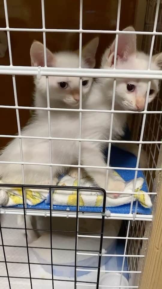 のインスタグラム：「パワーこそ力(?)  #なかやまきんに君  #保護猫 #保護猫と暮らす  #保護猫を家族に」