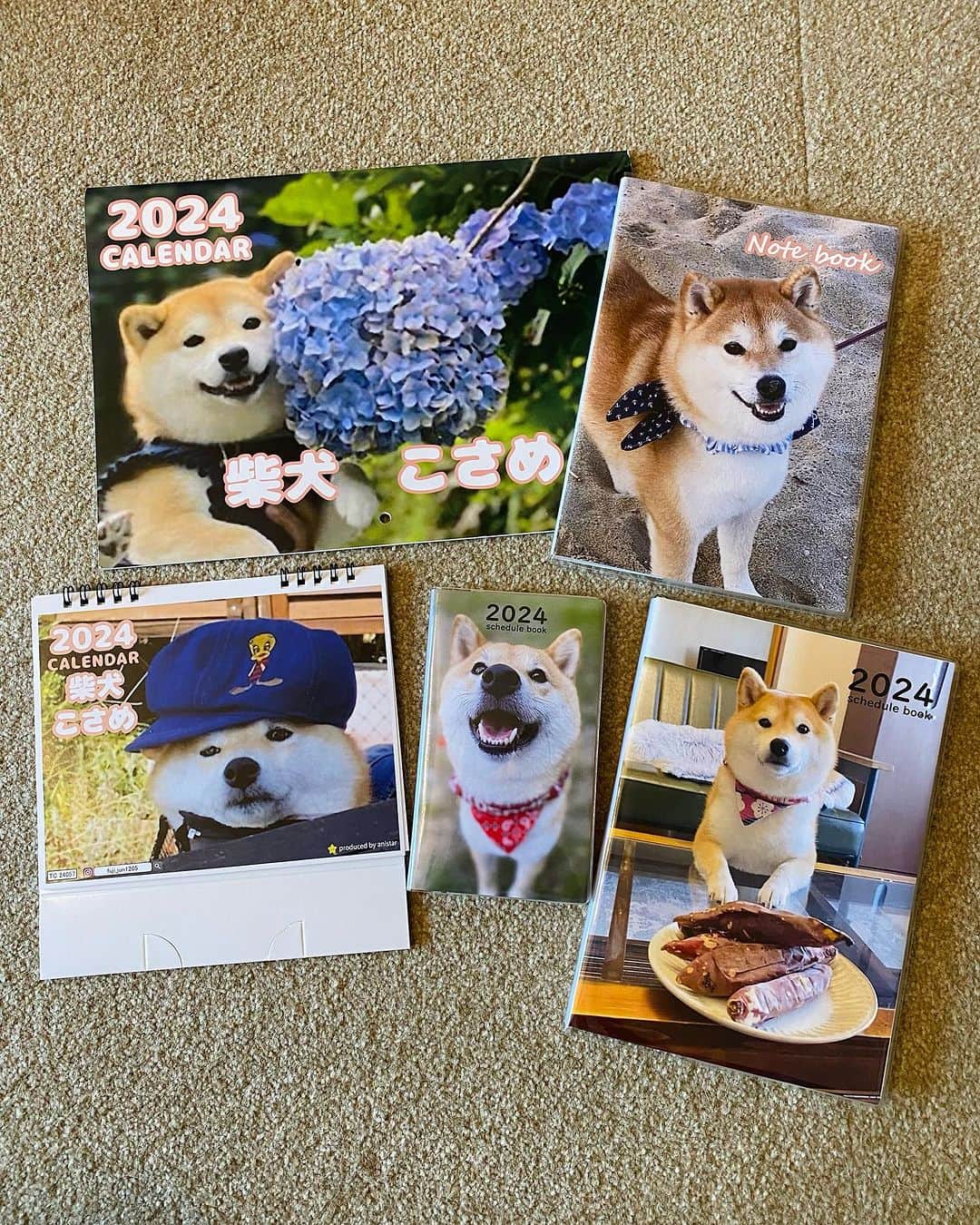 柴犬小雨さんのインスタグラム写真 - (柴犬小雨Instagram)「・ 昨日のおふたりさん ・ ・ ・ 【お知らせ】  来年のカレンダーのサンプルが届きました📅📓（⑦参照） 毎年@hokushin.co 様からお声かけ頂き、制作販売していただいてます。 今回もとっても可愛く作っていただきました❤️  ただ、壁掛けカレンダーの写真が全体的にボヤけてて💦 私が送った写真の画質が良くないのだと思いますが、お友達に一眼レフで撮ってもらった写真もボヤけ気味でした📷 担当の方とお話したんですが、画質の悪さと引き伸ばしすぎが原因かと思います。 他に画質の良い写真があれば、作り直しますと仰ってくださったのですが... カレンダーって季節を感じられるから、めくっていても楽しいんですよね? 間に合わせの様に今からプロに撮ってもらっても、季節ごとの写真は撮れません🌸🏝️🍁⛄️  壁掛けは毎年人気で、私自身も楽しみにしてたのですが... 買っていただいた皆さんにガッカリされる方が辛いので、今回は壁掛けの制作は諦めました。 楽しみにしてくださってたフォロワー様いらしたら申し訳ありません🙇‍♀️ 卓上カレンダーは制作お願いしましたので、良かったらそちらを使っていただけると嬉しいです☺︎  壁掛けカレンダーは販売しませんが、せっかく作っていただいたサンプルの中身を皆さんにも見ていただきたくて動画撮りました。 インスタではボヤけが分かりにくいかと思います。 「綺麗に出来てるのに、面倒くさい奴だな」と思われるかもしれませんが🥹 実際、近くで見て私自身が判断しました。 買ってくれるのはインスタのフォロワー様が大半だと思います。 みんなに「可愛いね💕」って喜んで欲しくて制作お願いしたカレンダーです。 どんな写真を選んだか、最後の動画だけでも見てもらえたら嬉しいです😊  せっかく作っていただいたスタッフ様、申し訳ありませんでした🙏 卓上カレンダー、スケジュール帳、ノート、大満足の仕上がりです✨ 販売開始はしばらく先になると思いますが、また改めてご紹介させて下さいね♡ ・ ・ ・ #shiba_snap #shibamania #petstagram #dog  #shibadog #petstagram #pet #shiba #shibainu #shibaaaaainu #shibastagram #pecoいぬ部 #dogstagram #子犬#仔犬#狗 #犬のいる暮らし #犬のいる生活 #こいぬ#いぬのきもち #豆柴#まめしば#しばいぬ #9gag #しばけん #ペット#小狗#柴犬#犬#柴犬小雨#シバイヌ」9月10日 19時01分 - fuji_jun1205