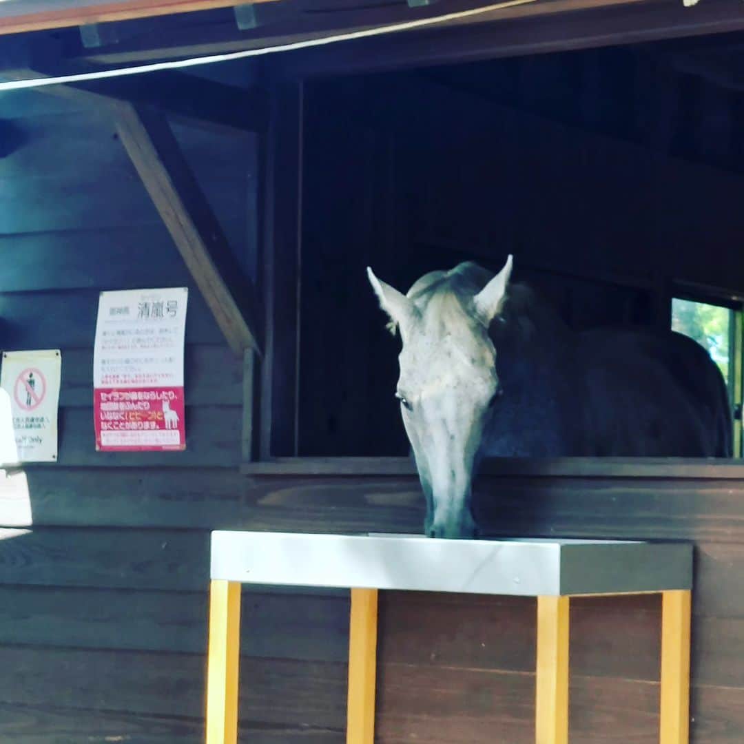 愛華みれさんのインスタグラム写真 - (愛華みれInstagram)「#鹿児島神宮   #神馬   木馬で喜んでいたら、本物の  白馬～🎶  うわぁ💦」9月10日 19時02分 - mireaika