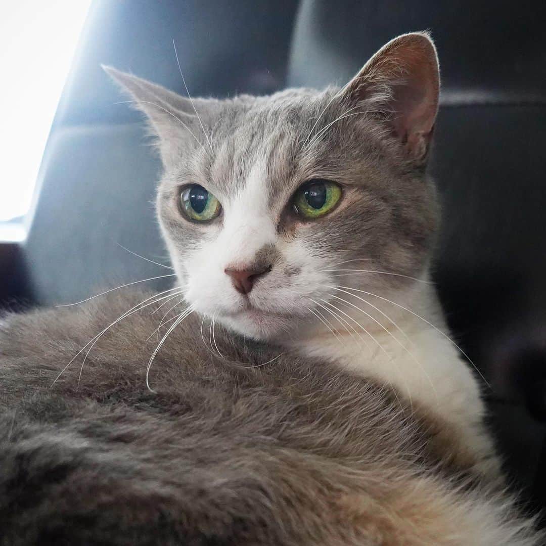 モアレ & クリエのインスタグラム：「アンニュイモアレさん✨  #モアクリ #moacrie #ねこ #猫 #cat #catsagram #ねこすたぐらむ #にゃんすたぐらむ #猫のいる暮らし #ねこのいる生活」