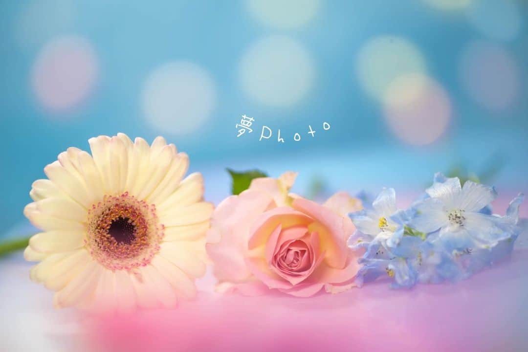 花の写真館のインスタグラム：「Photo by 坂口夢華. . Original Post[投稿いただいたURL] https://www.facebook.com/photo.php?fbid=1476140799465525 . 本アカウントは、 #私の花の写真 をつけてInstagramに投稿された皆さまの花の写真や、「花の写真館」Facebookページで投稿された花の写真を紹介します。 「花の写真館」Facebookページは、「 @floral.photograph 」のプロフィールにあるURLからご覧ください。 . ※各種法令、マナー、関係者の指示に従った撮影をお願いします。 *Please ensure that your photography adheres to all relevant laws, etiquette, and instructions issued by authorized persons. ※本アカウントは東京カメラ部がFacebook、Instagramのサービスを利用して運営しているもので、Meta社・Instagramとは一切関係ありません。 . #花の写真館 #floralphotograph #floralphoto #flower #flowers Follow: @floral.photograph」