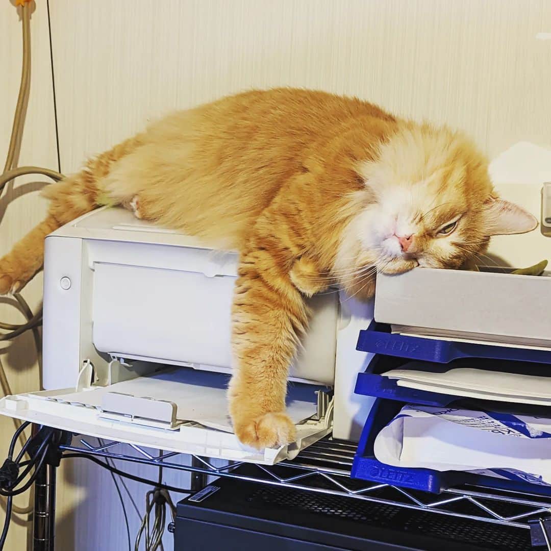 岡田屋鉄蔵のインスタグラム：「溶け猫」