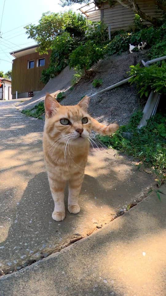 感動猫動画のインスタグラム：「猫島で出会った猫がかわい過ぎる」