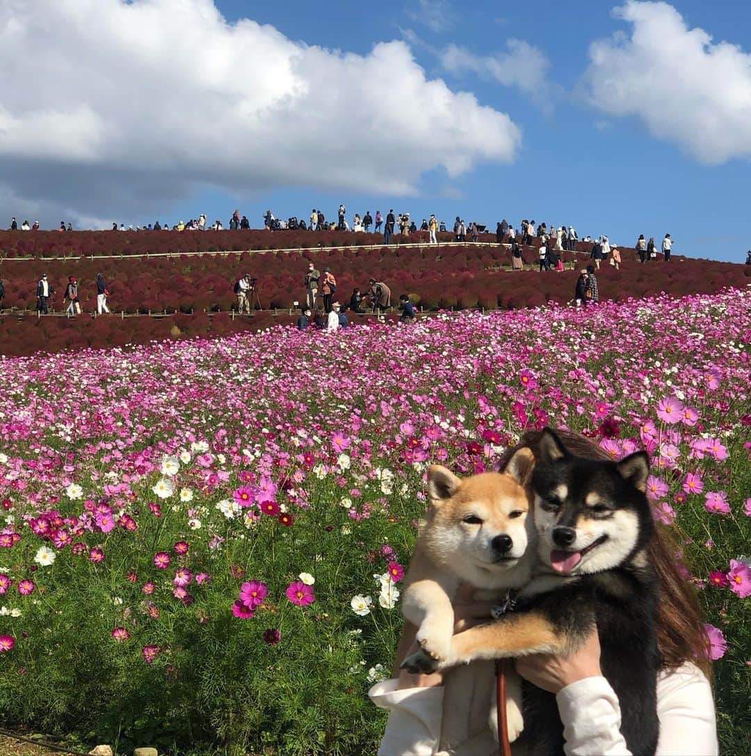 のインスタグラム：「Cosmos🌸 コスモス＆コキア🌸  #ひたち海浜公園  #コスモス #コキア #cosmos     #trip  #犬連れ旅行　#旅行 #ワンコと旅行  #shibaaddict #柴 #しばいぬ #シバフル #わんダフォ #shibamania  #柴犬ライフ #shiba_snap  #instashiba#cutedogs  #柴犬#shiba #shibainu #shibastagram #いぬすたぐらむ #pecoいぬ部 #shibainumag_feature #dogoftheday  #🐕📷 #theshibasociety  #proudshibas」