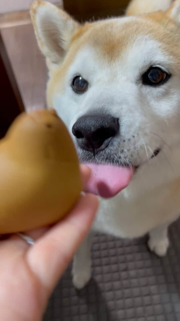 豆助左衛門（まめすけざえもん）のインスタグラム：「🐣  初めてみる🐤ひよこに 興味津々の豆でした！  ペロリ😋💦💦  お土産でもらった 大好きなひよこ🐤  東京🐤と福岡🐤 違いがあるの知らなかった💕  美味しいよね😋  …………………………………………🖋 #徳島柴ちゃん会　#shiba #徳島 #豆柴　#shibainu #dog #柴犬 #anicas#amazonpets #豆助座衛門　#犬」