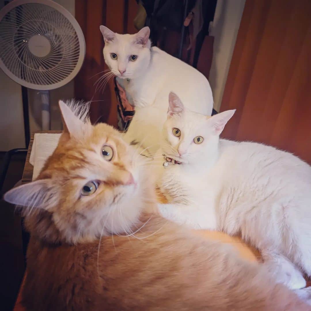 岡田屋鉄蔵のインスタグラム：「集合写真」