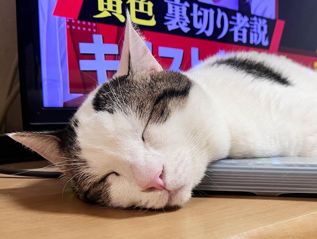 ひのき猫のインスタグラム：「オマメ！VIVANT始まるよ！！  ・ ・ ・  #ひのき猫  #豆大福  #居眠り猫  #かわいい猫  #ぽっちゃり猫  #テレビの前で寝る猫  #にゃんすたぐらむ  #猫との生活  #cat  #catstagram  #cutecats」