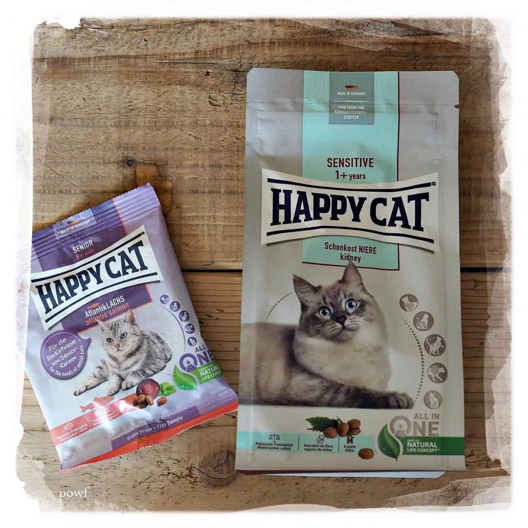 anemone_69のインスタグラム：「. . Happy Cat 𓃠 . ハカセ、 腎臓ケアの療法食はじめました。 . . 6月のおわり、 梅雨真っ只中の ものすご〜く蒸し暑い日を境に ハカセのハンストが始まり、 そのうち唯一食べていたおやつさえ 受け付けなくなってしまったため 病院へ連れて行ったところ、 血液検査で腎臓の数値が 高いことが判明。 . 輸液をしてもらい、 お試し用の療法食を どっさり貰って帰宅し さっそくそのうちの ひとつをあげてみたところ… がっつくがっつく！ . その後すっかり食欲旺盛、 通常どおり。 . しかし… 先生に言われたひとことが 忘れられません。 . 「腎臓病の体型じゃないね」 . . #DreamCanvas_powf . . .」