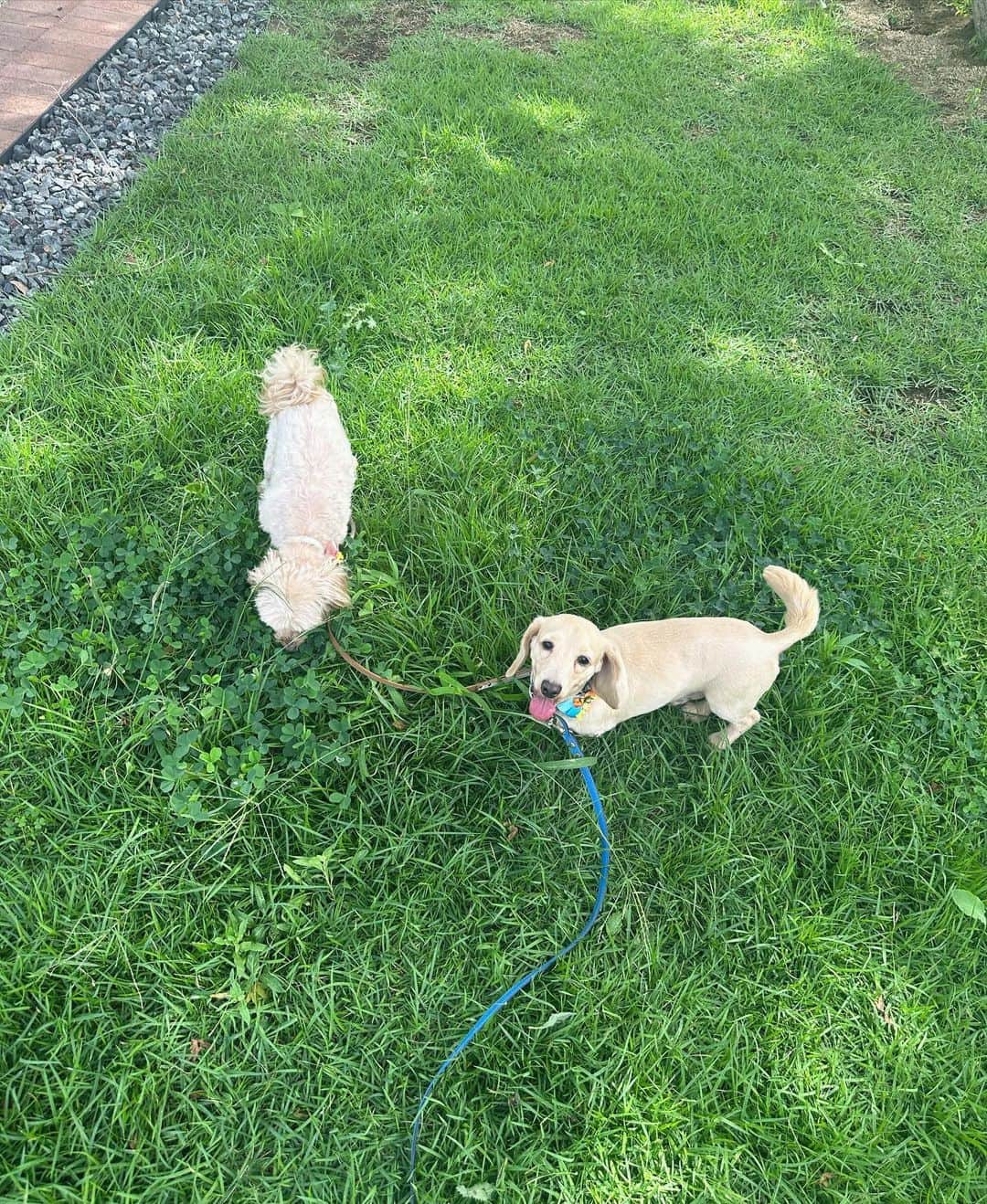 山口清香さんのインスタグラム写真 - (山口清香Instagram)「runcota 🐶」9月10日 21時31分 - sayaka__yamaguchi_