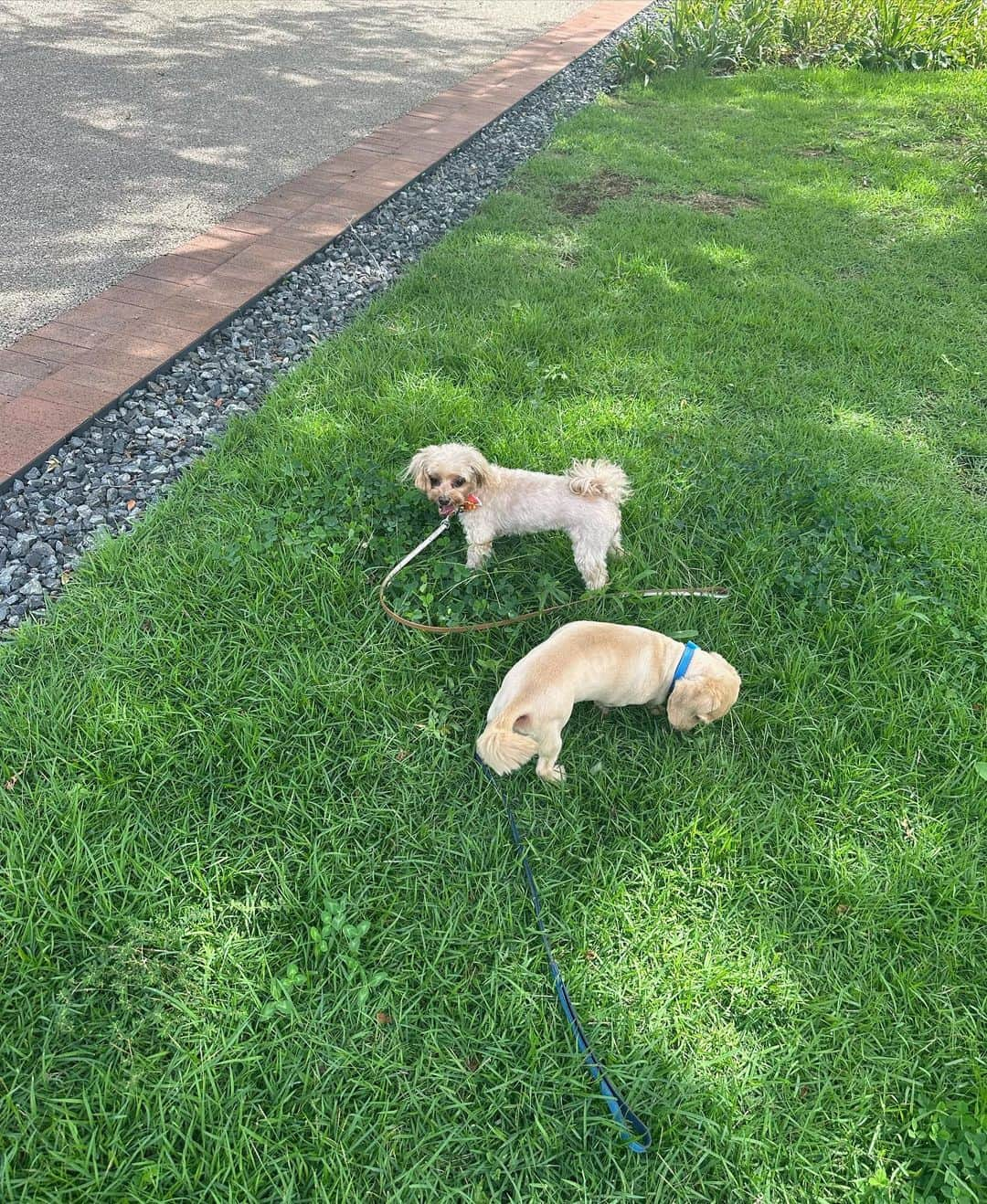 山口清香のインスタグラム：「runcota 🐶」