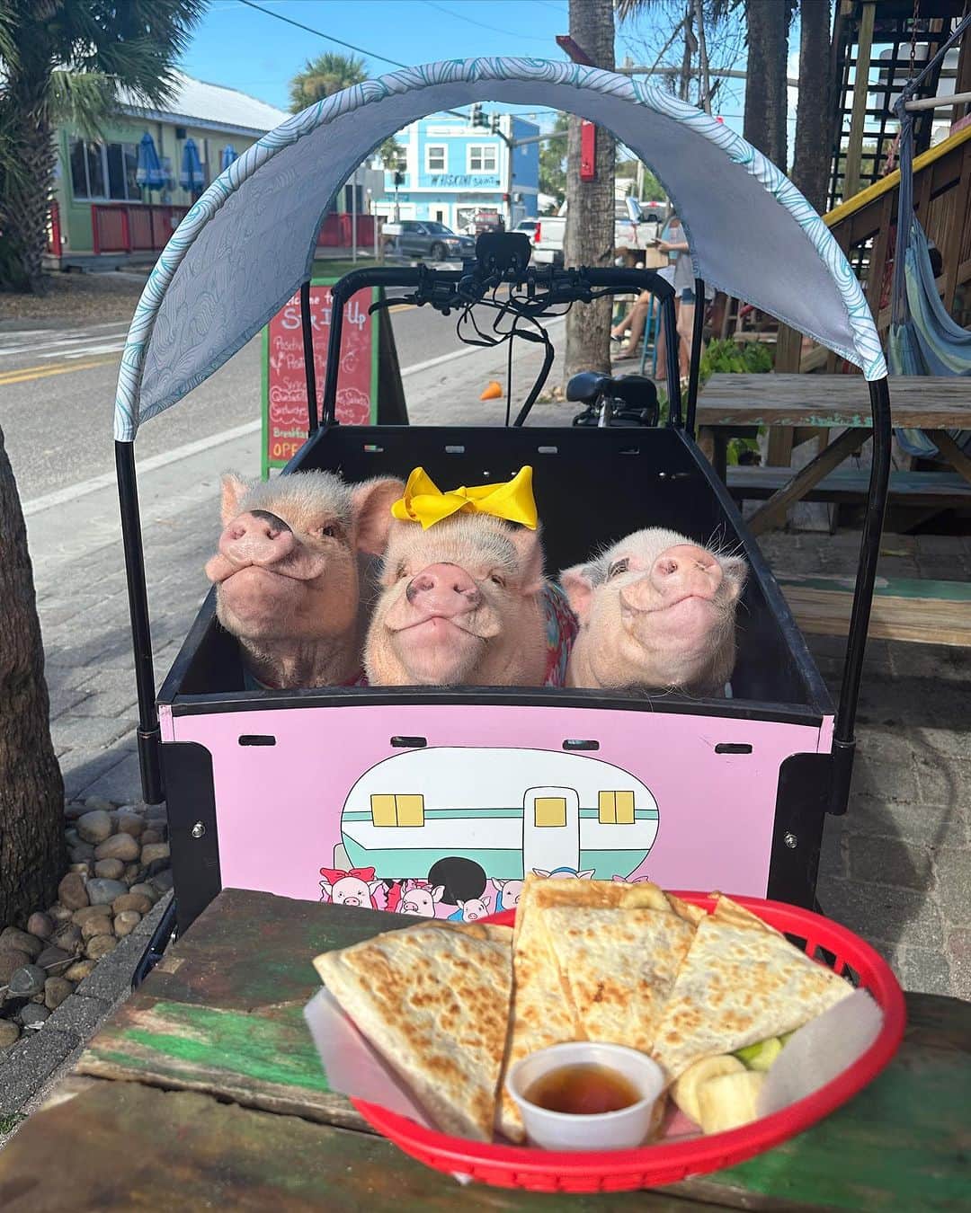 Priscilla and Poppletonのインスタグラム：「Look at those smiles! It doesn’t get much better than a bike ride to breakfast. We found this lovely spot in St. Augustine that had a lot of vegan options. We decided on the Elvis quesadilla. It was filled with peanut butter and banana. Who wants to see us eat it?🐷🥜🍌   Also, big thOINKs to Bunch Bikes for our Sun Shade. Now we can make even more pig stops for snacks. I’m pretty sure that’s why they made them.🐷😉」