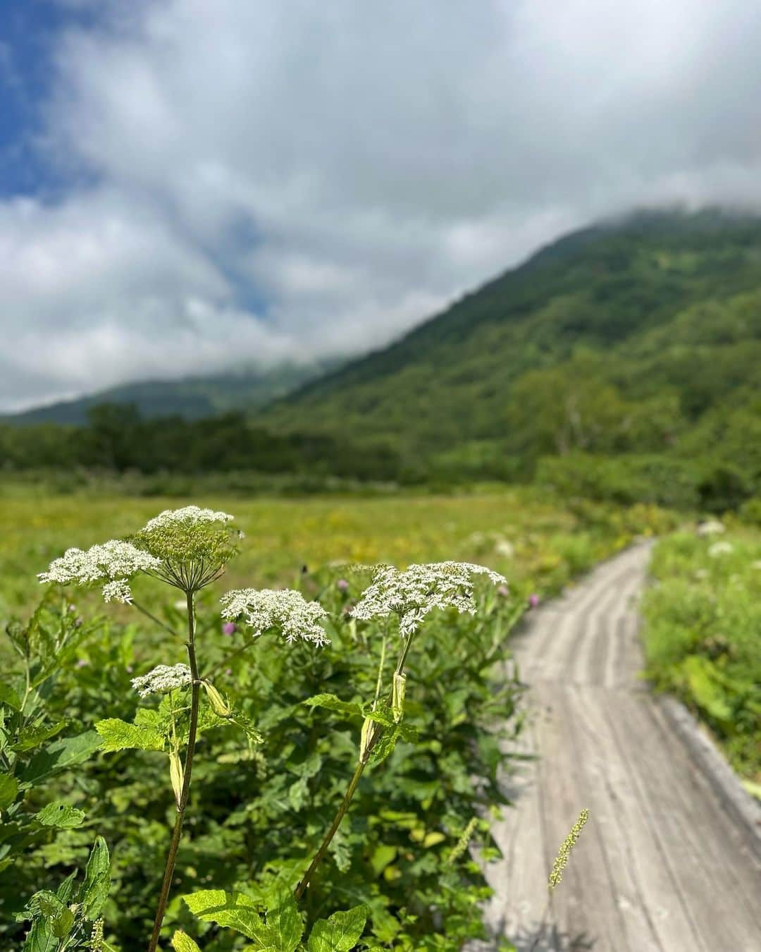 郡司恭子さんのインスタグラム写真 - (郡司恭子Instagram)「* 🤍🩶  真夏だったのに、雪が❄️！ 手をかざすと、岩の間はひんやり〜😳  すれ違いざまの挨拶や、 深呼吸😮‍💨がとても心地よかった✨  #latergram #ネイチャー記録 #休日コーデ #休日の過ごし方 #休日 #8月  #白馬村 #湿原 #週末旅行 #カジュアルコーデ  #日本テレビ #日本テレビアナウンサー #アナウンサー #郡司恭子」9月10日 22時06分 - kyoko_gunji