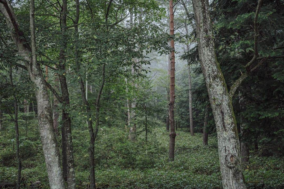 Nanaのインスタグラム：「いつかの🌳  ILCE-7M4, Loxia 2/35  #carlzeisslens #sonya7iv #foggymorning #foggyforest #morningfog #splendid_woodlands #mistymorning #moody_nature #beautifulmoments #folkscenery #霧 #霧の森」