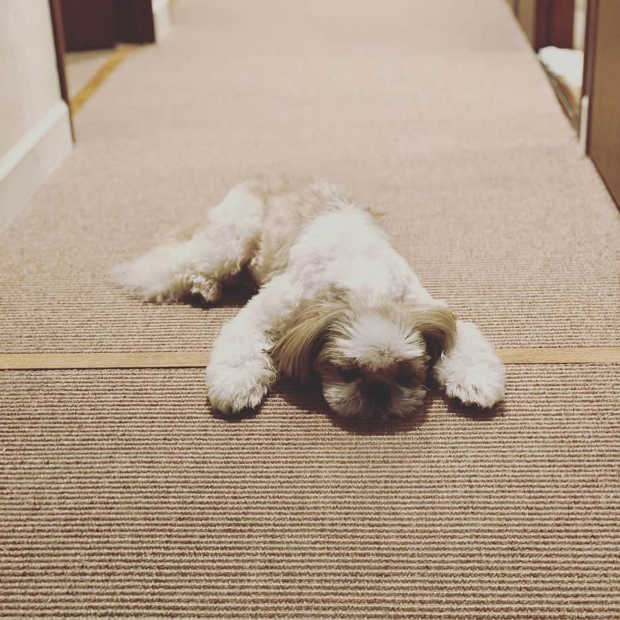 浜島直子のインスタグラム：「国境をまたいで眠る犬。  今日もかわいくてありがとう♥️ ・ #ピピちゃん #シーズー #元保護犬 #今週もゆるっとがんばるど💪」