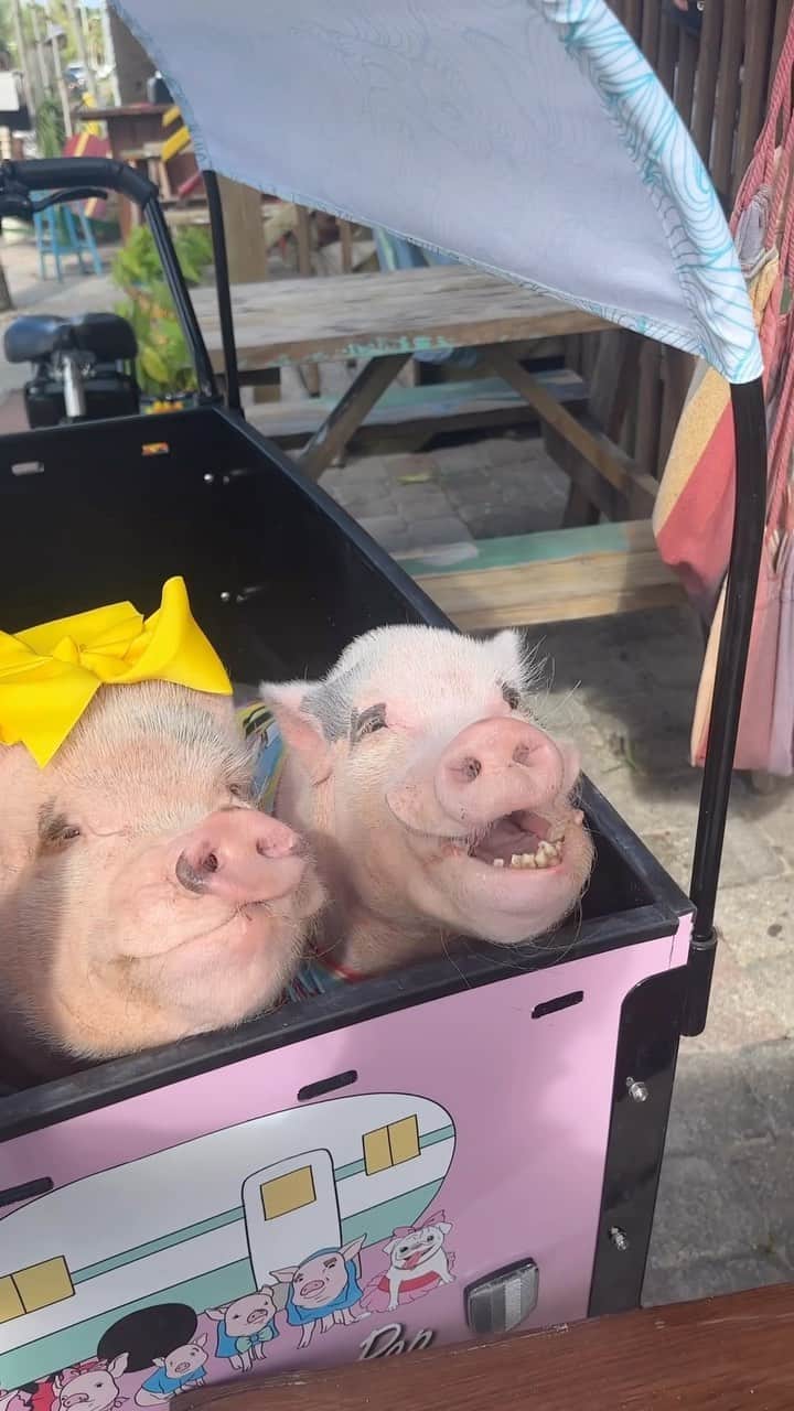 Priscilla and Poppletonのインスタグラム：「We’re “All Shook Up” over this Elvis quesadilla. He was definitely onto something with the peanut butter and banana combo! Yummy!🐷🥜🍌 #StirItUp #StAugustineBeach #Pinkthepig #PrissyandPop」