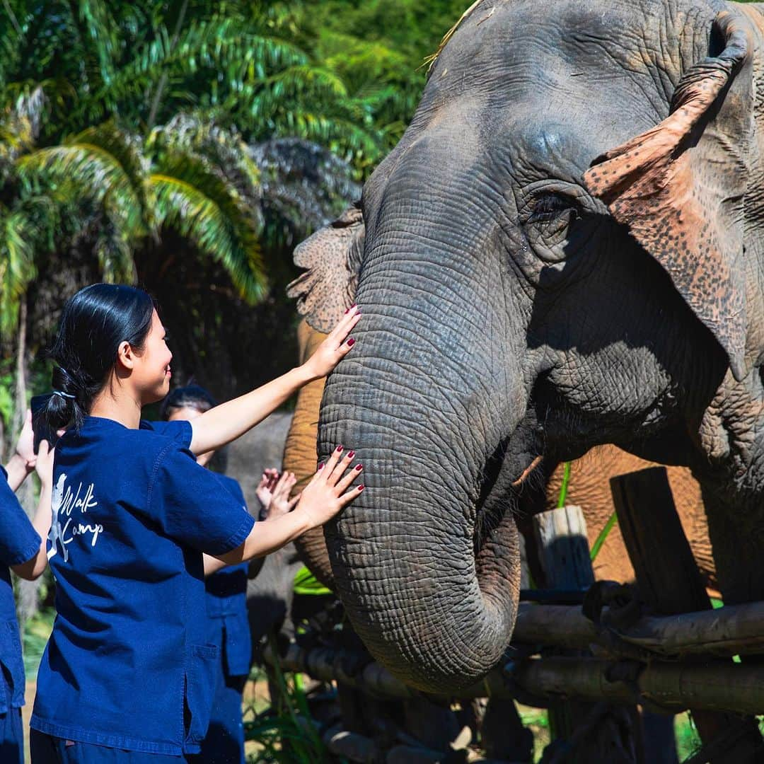 タイ国政府観光庁さんのインスタグラム写真 - (タイ国政府観光庁Instagram)「. チェンマイの「ライ・オムゴード・プーカオ・オーガニック・ファーム」からおはようございます☀️ᐝ  チェンマイ国際空港から車で約1時間半のメーテーン地区🚗💨　このエリアに位置するライ・オムゴード・プーカオ・オーガニック・ファームは、象や自然と触れ合いながらさまざまなアクティビティが楽しめる施設です🫶  日帰りコースでは、象使い体験のほか、お花を入れた可愛い石鹸作りや、天然ハーブスパを堪能🧼💆‍♀️🌿　さらに１泊２日コースでは、竹小屋に宿泊してBBQも🍖💗　もちろんこの地方ならではのお食事も味わえます😋  象にご飯をあげたり一緒に水遊びしたりする時間は、タイならではで一度は体験してみたいところ🐘　日帰りコースは1,500バーツ/名、１泊２日コースは2,500バーツ/名となっています💁‍♀️  チェンマイの緑に抱かれたライ・オムゴード・プーカオ・オーガニック・ファームへ、ほかにはない体験をしに行きませんか？☺️  今日も素敵な1日をお過ごしください💐  ★参考になった！と思ったら、あとで見返せるように、 画像右下にある保存ボタン🔖をタップ！  #タイ #チェンマイ #ライオムゴードプーカオオーガニックファーム #タイ文化 #ローカル体験 #チェンマイ観光 #チェンマイライフ #秘境 #今こそタイへ #こんなタイ知らなかった #もっと知りタイ #はじめてのタイ #タイ旅行 #チェンマイ旅行 #旅好きな人と繋がりたい #海外旅行 #thailand #chiangmai #chiangmaitrip #raiaomgordphukaoorganicfarm #thaiculture #thainess #localexperience #thailandhiddengems #amazingthailand #thailandtravel #thailandtrip #thaistagram #lovethailand #amazingnewchapters」9月11日 7時57分 - amazingthailandjp