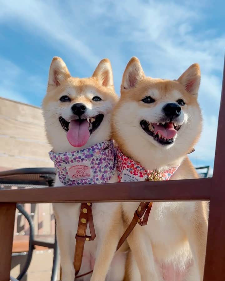 豆柴にこちゃんのインスタグラム：「🐶 おはよー 青空カフェテラス。  東久留米に犬OKカフェ発見‼️ 1階の外席と3階テラスが犬OK✨ @tokyocoffeejp  タープがあるから日陰もあって 風もあって快適〜  店内は焙煎工房もあって、 コーヒーの良い香りが☕️  フラッペのチャイとキャラメルと チーズケーキを注文🍰 おいしかった〜✨ 次回はコーヒー頼もう☕️  店員さんがにこたまを 知ってくれていてナデナデ してもらいました。 （トムを見て分かったそうです😆）  #tokyocoffee  #柴犬#豆柴#mameshiba #shibastagram#japanphoto#shibainu#犬#shibainumania#犬のいる暮らし#shiba_snap#shibainupuppy#多頭飼い#dog#いぬすたぐらむ#puppy#dogstagram#instadog #doglover#pecoいぬ部#pecotv#いぬのきもち部#狗#子犬#barked#9gag#9gagpets#시바견」