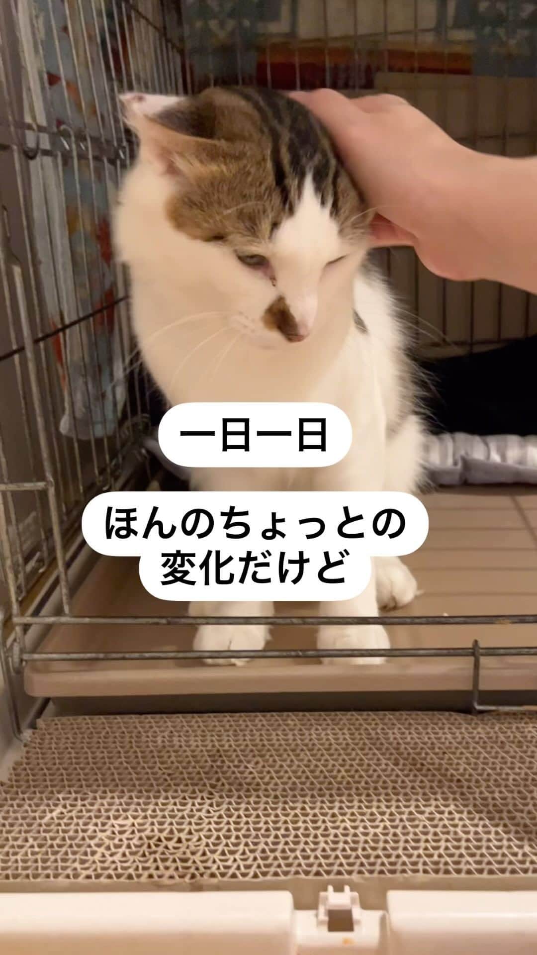 nozomiorideのインスタグラム：「一日一日ビミョーに変化している まりもさん  シャーもよくいただくようになりました😂 素直に感情を表現してるってことで、より注意⚠️してます なぜかって 固まってない分 ヘタすると素直に怒られるから😂  #人馴れ修業中  #ねこのきもち #猫好きさんと繋がりたい #成猫の魅力を伝えたい  #ねこすたぐらむ  #きじしろ#キジシロ#きじしろ男子」