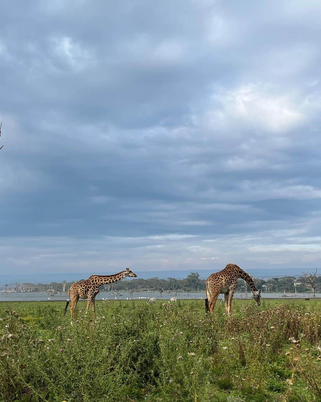 世良マリカのインスタグラム：「素敵なせかい💙  #naivasha #kenya」