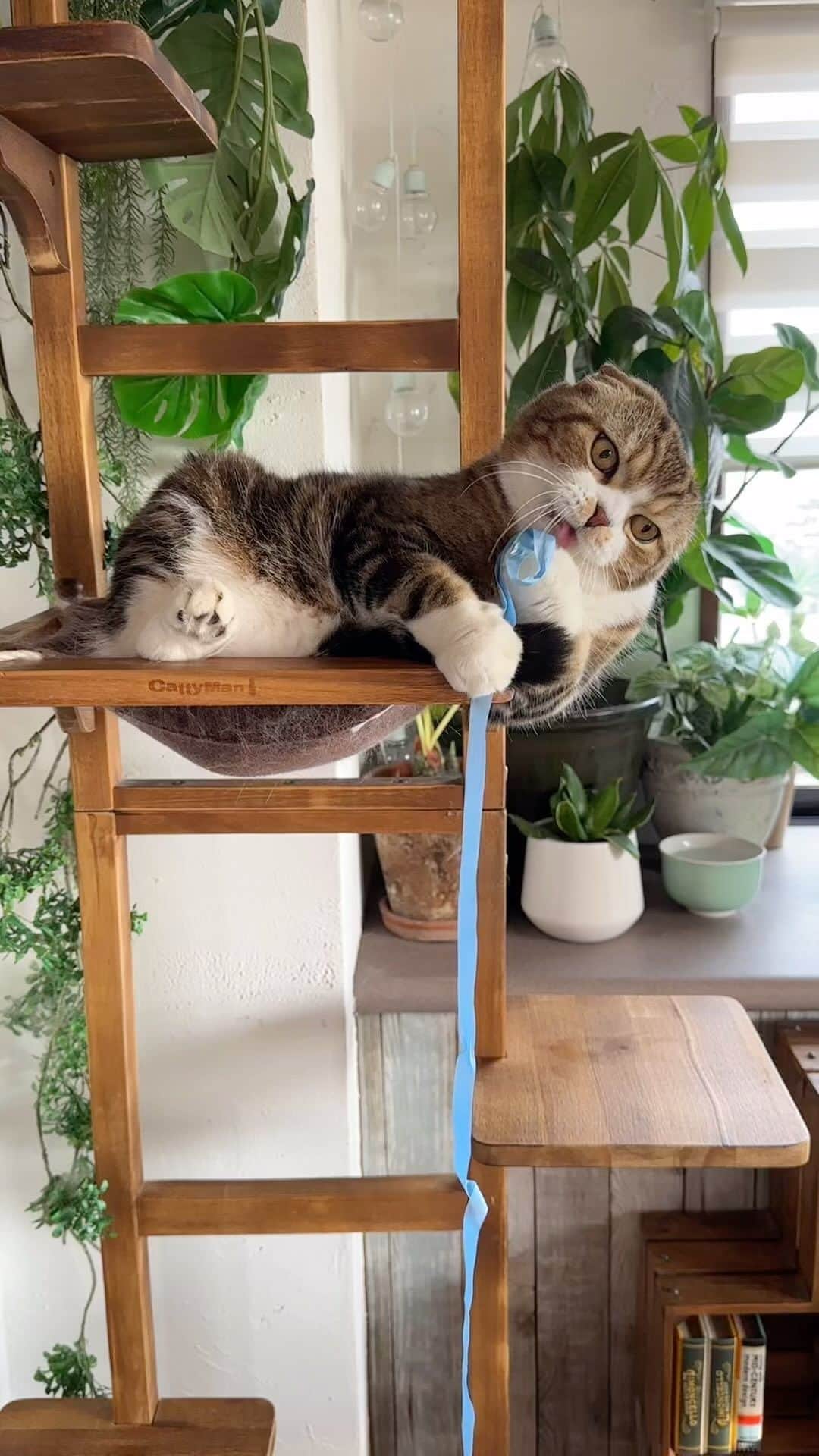 yayoi89のインスタグラム：「It matched the song!　😂🎧  曲入れてて笑ってしまった🙉 是非音ありで見てね  #weeklyfluff #cats #catlovers #scottishfold #kawaii #adorable #funny #catstagram #9gag #catsofinstagram #meowed #instagood #petstagram  #猫と暮らすインテリア #猫と暮らす家 #ねこ #ふわもこ部 #catinterior #スコティッシュフォールド #かわいい #にゃんすたぐらむ #猫のいる暮らし #ねこ部」