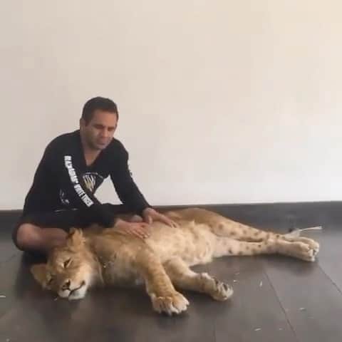 Black Jaguar-White Tiger のインスタグラム