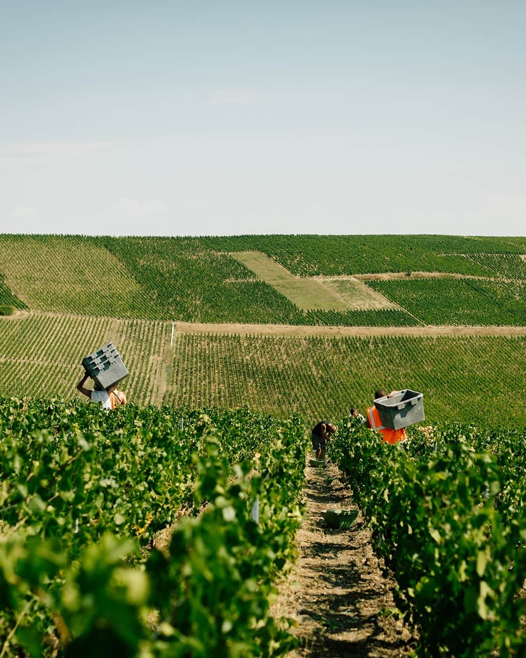 Moët & Chandon Officialさんのインスタグラム写真 - (Moët & Chandon OfficialInstagram)「Teamwork. Did you know? At Moët & Chandon, during the harvest, we hire no less than 3,500 grape pickers – each trained to sort out the good grapes from the bad ones. This is how we act together for the Champagne region.⁣ ⁣ #NaturaNostra #MoetChandon⁣ ⁣ This material is not intended to be viewed by persons under the legal alcohol drinking age or in countries with restrictions on advertising on alcoholic beverages. ENJOY MOËT RESPONSIBLY.」9月11日 1時00分 - moetchandon