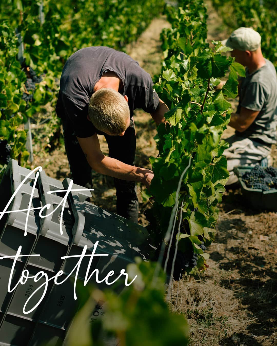 Moët & Chandon Officialのインスタグラム：「Teamwork. Did you know? At Moët & Chandon, during the harvest, we hire no less than 3,500 grape pickers – each trained to sort out the good grapes from the bad ones. This is how we act together for the Champagne region.⁣ ⁣ #NaturaNostra #MoetChandon⁣ ⁣ This material is not intended to be viewed by persons under the legal alcohol drinking age or in countries with restrictions on advertising on alcoholic beverages. ENJOY MOËT RESPONSIBLY.」