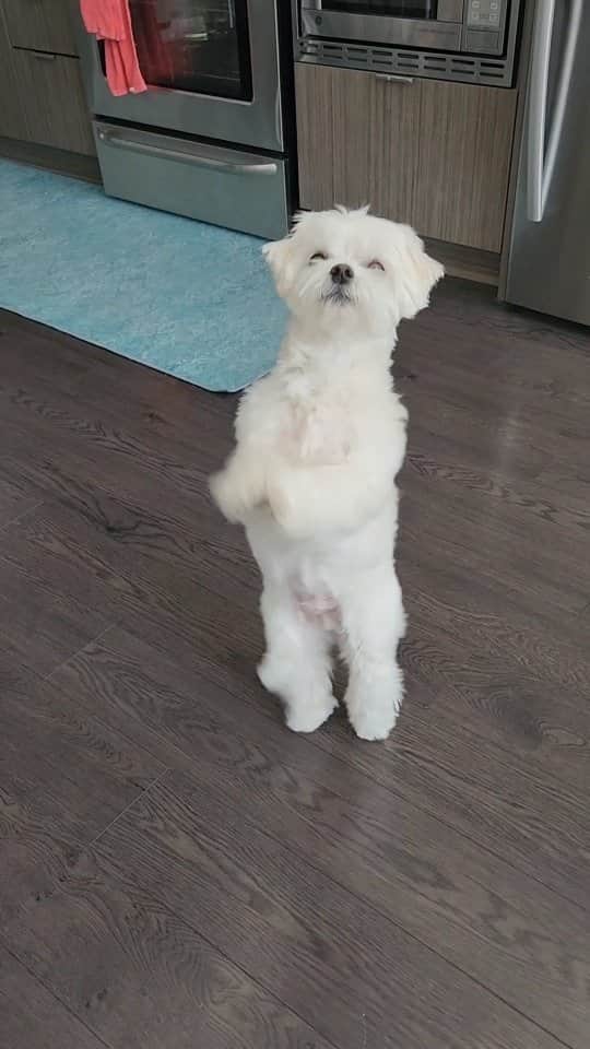 のインスタグラム：「How to get more steps in your day ✌️  #moreenergy #steps #moveyourbody #theothemaltese #maltese」