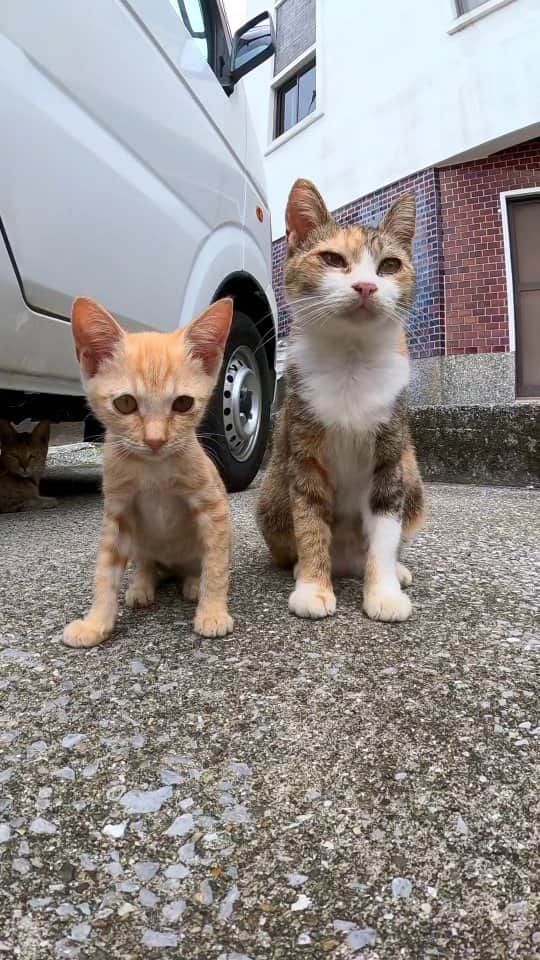 感動猫動画のインスタグラム：「車の下にいた子猫を撮っていたら母猫がやってきてその後お婆ちゃん猫もやってきた」