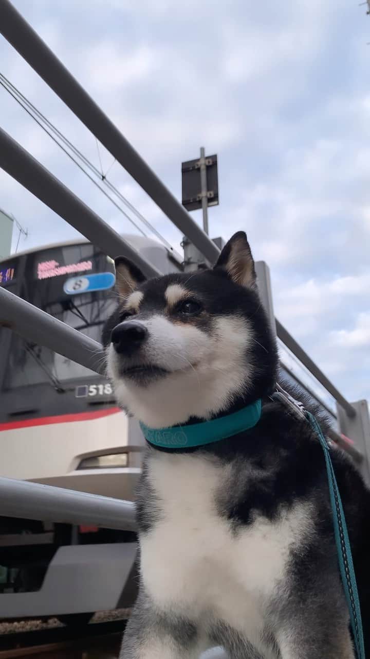 のインスタグラム：「G☺︎☺︎d m☺︎rning 🚃  #朝んぽ #東急目黒線 #奥沢犬 #自由が丘犬 #jiyugaokadoglife #kuroshiba #blackshiba #shibainu #shibastagram #instadog #dogstagram #電車と柴犬 #柴犬と電車 #電車とわんこ #柴犬 #黒柴 #黑柴 #和犬 #シニア犬 #シニア犬16歳 #癒し犬 #いぬら部 #ふわもこ部 #ふわもこ部ワンコ #ふわもこ部わんこ #わんこのいる暮らし #わんこのいる生活 #わんこと一緒 #わんダ動 #わんだふるjapan」