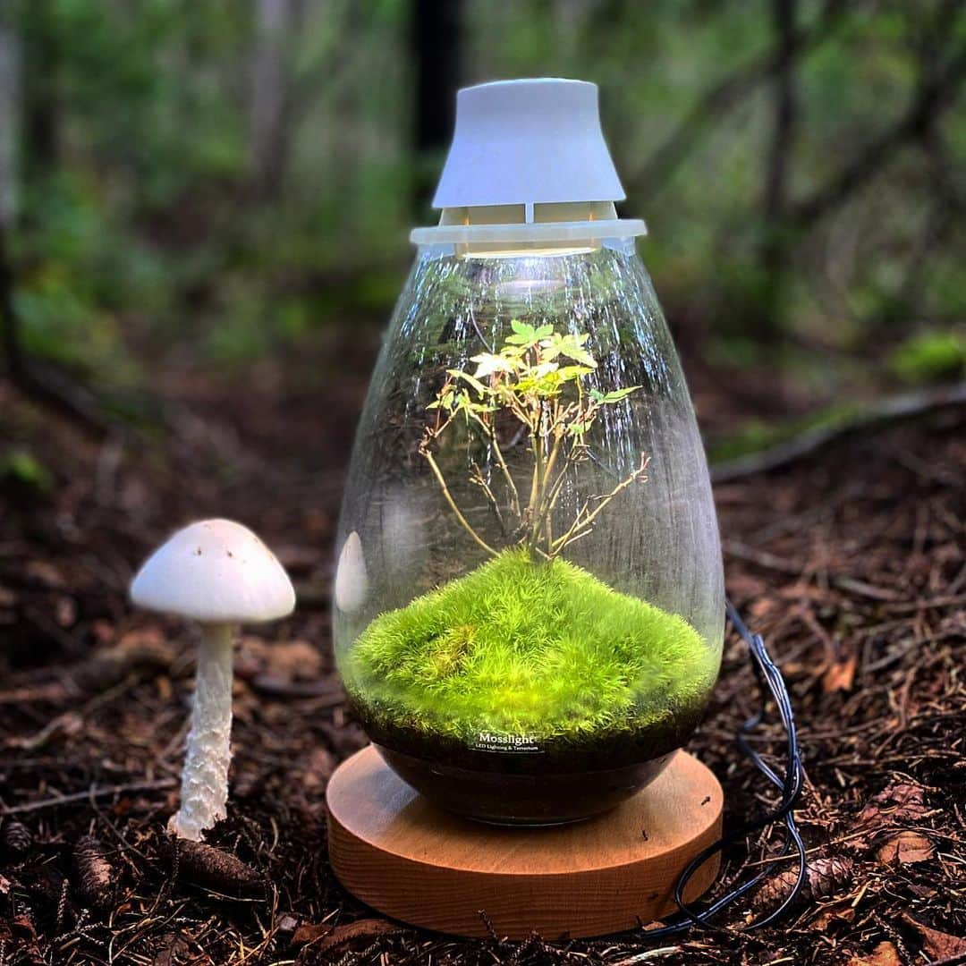 Mosslight-LEDさんのインスタグラム写真 - (Mosslight-LEDInstagram)「Mosslight  #オンネトー #ドクツルタケ  #mosslight #モスライト  #terrarim#テラリウム #moss#苔#コケ#paludariums #パルダリウム #terrariums#terariums #terariumdesign」9月11日 6時21分 - mosslight1955