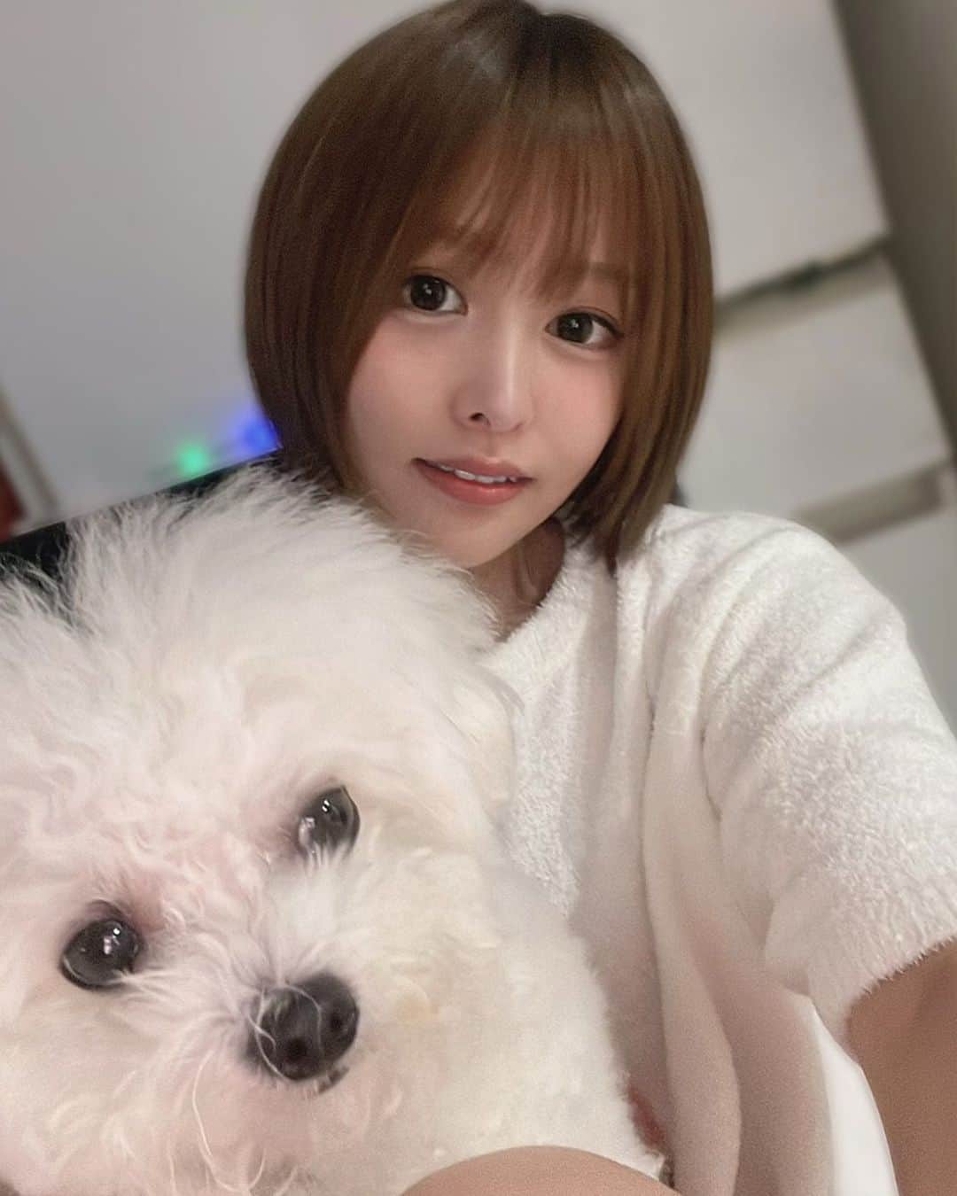 みなみのインスタグラム：「こまちのなんともいえない顔w #ビションフリーゼ #ショートカット #ショートヘア」