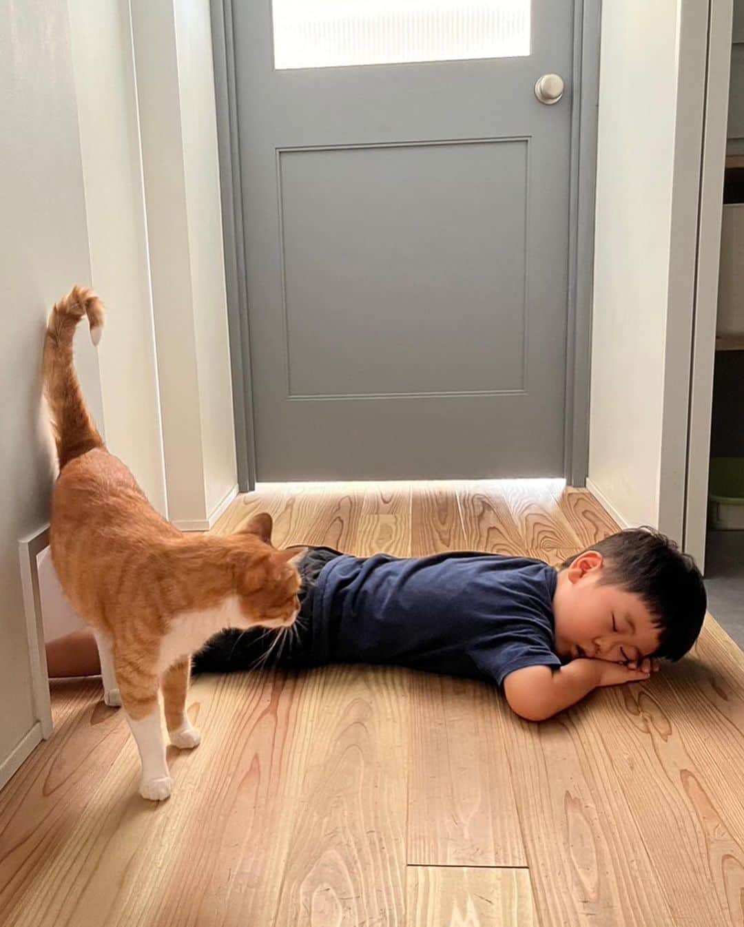 ひよりのインスタグラム：「え？寝てんの？廊下で？なんで？ と言ってそうな、はにお🐈」