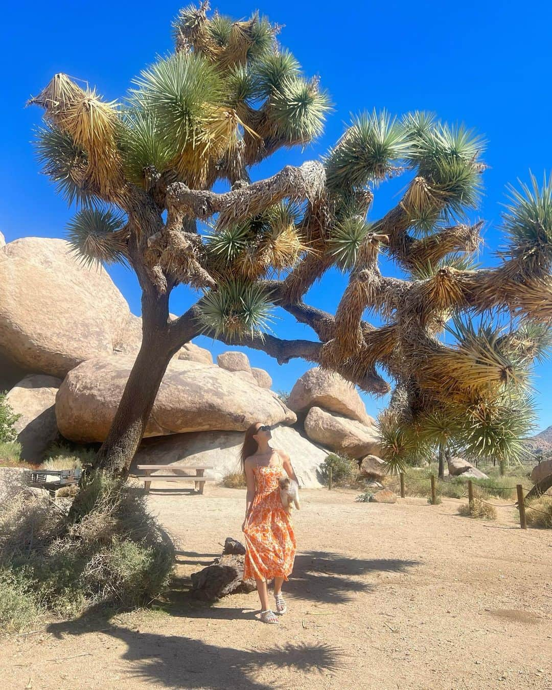 イ・ダヘさんのインスタグラム写真 - (イ・ダヘInstagram)「Heaven is under our feet as well as over our heads⭐️  #HenryDavidThoreau #beautiful #environment #joshuatree #joshuatreenationalpark」9月11日 17時09分 - leedahey4eva