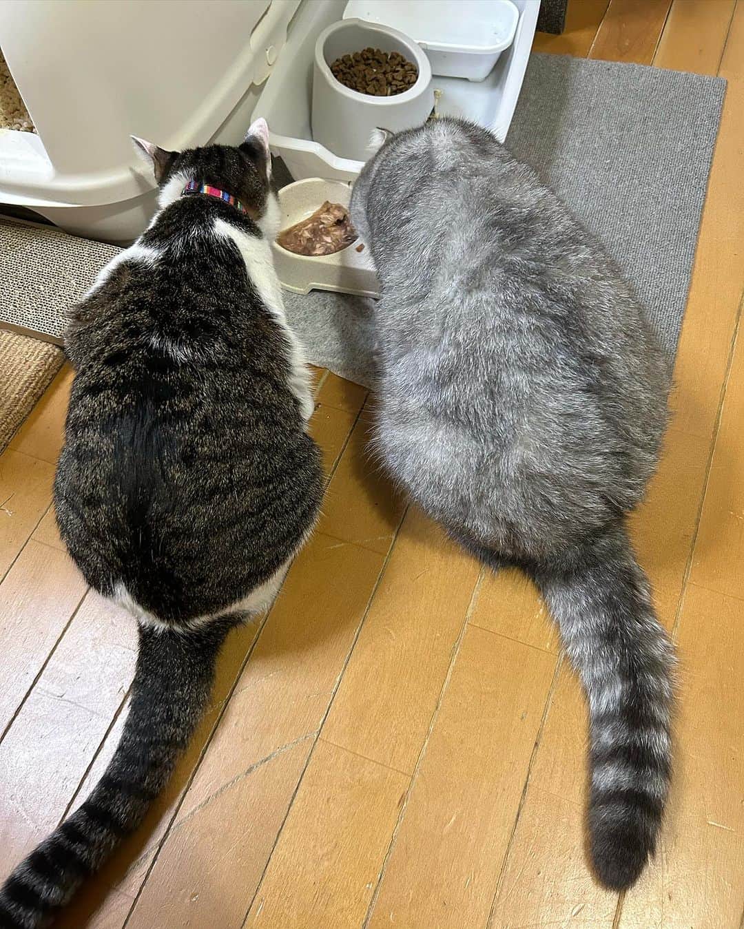 R!Nのインスタグラム：「実家に行くとこの2人が出迎えてくれる🐈 ハニーはもうすっかり大人になったけど、むぎさんがちょっと痩せてて心配になった😭夏バテかなぁ…」