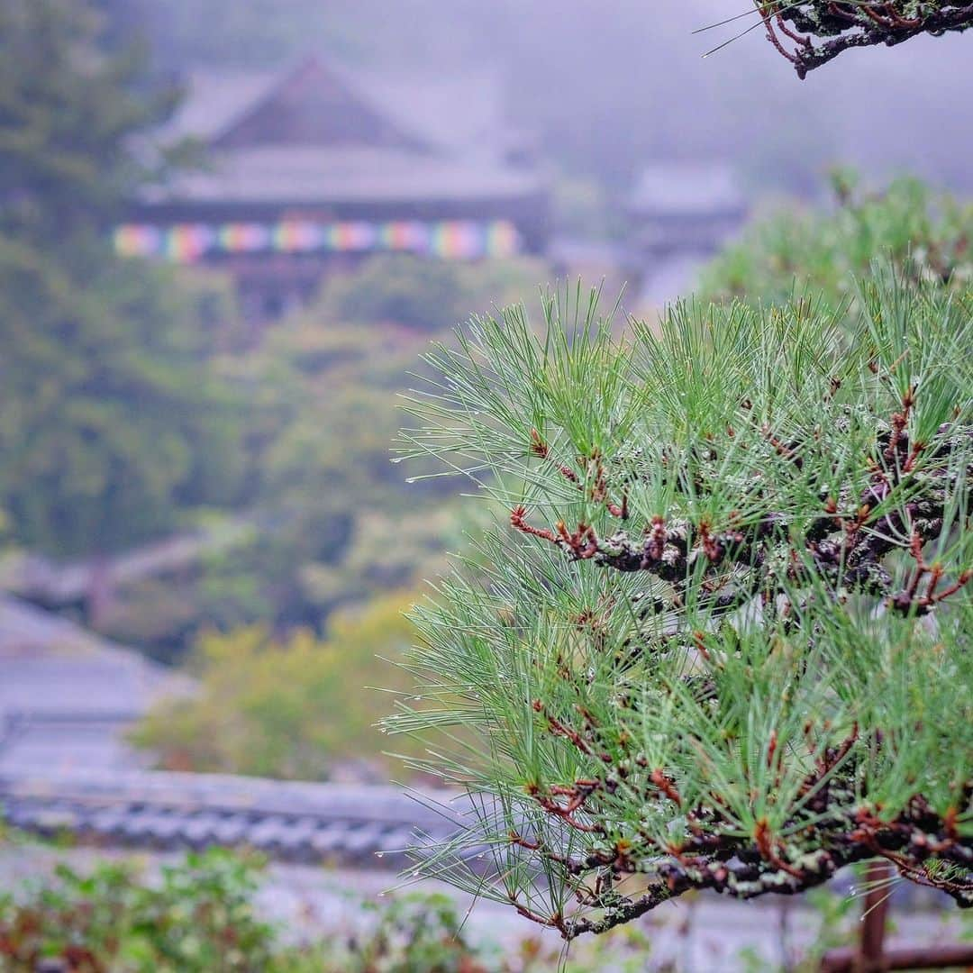 奈良 長谷寺 / nara hasederaさんのインスタグラム写真 - (奈良 長谷寺 / nara hasederaInstagram)「白霧青松、暑さ和らぎました。  The heat has eased, and it feels like #autumn .  #長谷寺 #奈良長谷寺 #総本山長谷寺 #真言宗豊山派 #花の御寺 #奈良 #hasedera #hasederatemple #temple #japan #japanesetraditional #pilgrimage #nara #tourism #sightseeing #japanesetemple #西国三十三所 #霊場 #巡礼 #四寺巡礼 #長谷寺が好き #日本遺産 #観音さんさんサイコク巡礼 #千年巡礼」9月11日 17時32分 - hase_dera