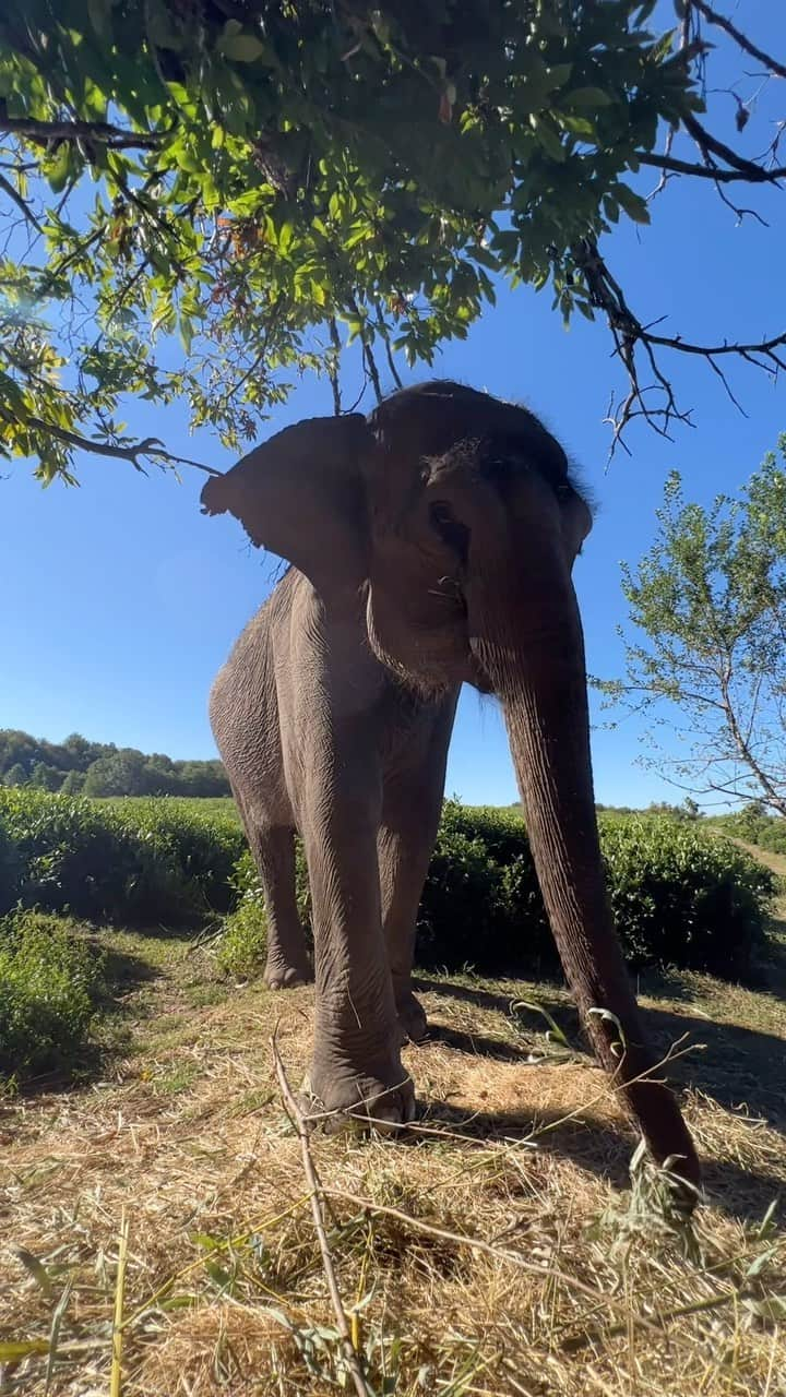 アレクサンドル・エンベルトのインスタグラム：「Немного Индии в Сочи🐘 Удивительное место, где вы можете попить чай, только что собранный с плантации и погулять со слонами. Ну чем не Индия?🤗」