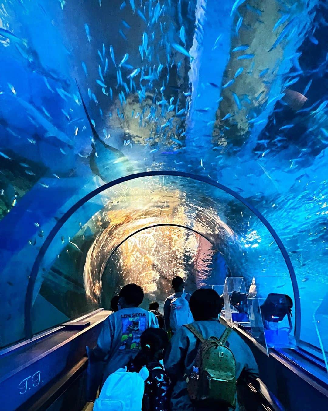 横浜市さんのインスタグラム写真 - (横浜市Instagram)「Up close and personal with the fish at Yokohama Hakkeijima Sea Paradise 🐟 Photo: @takitaka0123  #myyokohama   #yokohama #darlingescapes #beautifuldestinations #artofvisuals #somewheremagazine #discoverglobe #travelawesome #passionpassport #lovejapan #explorejapan #japanlife #japanfocus #japan_vacations #japanrevealed #よこはま #ヨコハマ #横浜」9月11日 18時00分 - findyouryokohama_japan