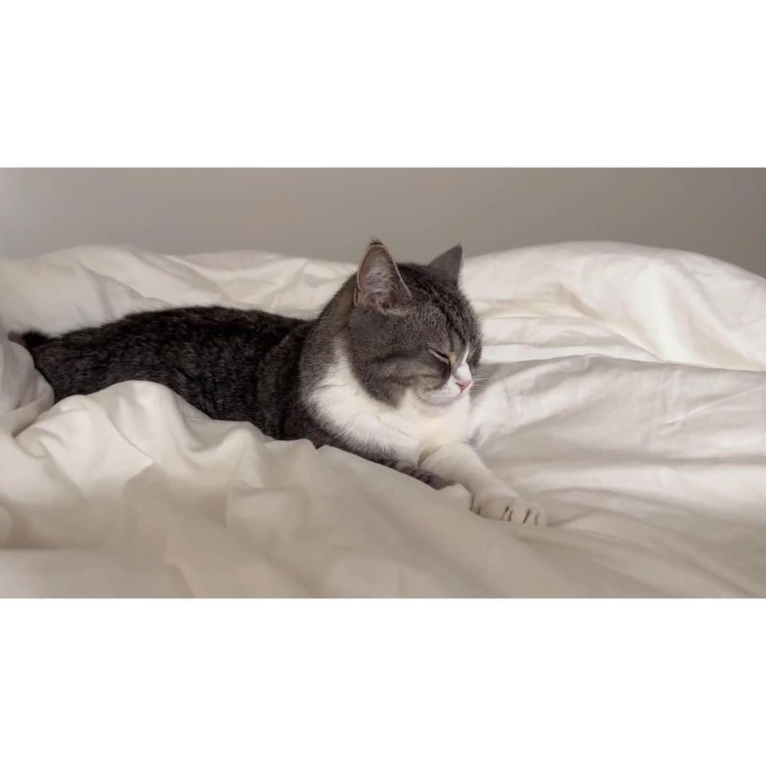 もちまるさんのインスタグラム写真 - (もちまるInstagram)「飼い主が寝ている間の猫たち」9月11日 18時03分 - catmotimaru